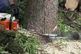 Seasonal Cleanup (Spring/Fall) in Orland, CA