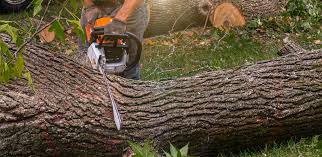 Lawn Watering Services in Orland, CA