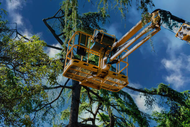 Trusted Orland, CA Tree Services Experts