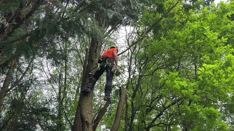 How Our Tree Care Process Works  in  Orland, CA