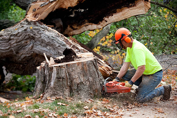 Lawn Maintenance Plans in Orland, CA