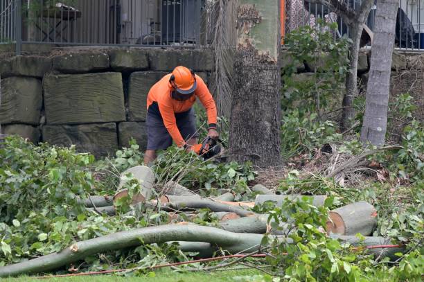 Best Tree Cabling and Bracing  in Orland, CA